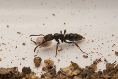 Ectomomyrmex leeuwenhoeki