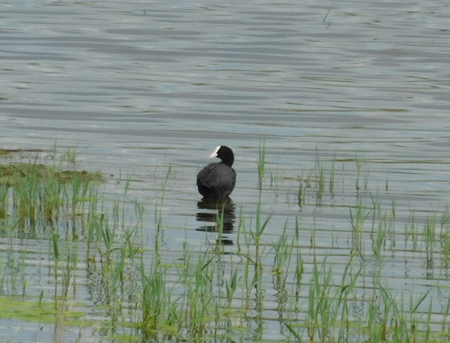 Eurasian Coot