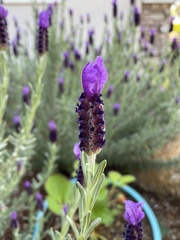 Lavandula stoechas