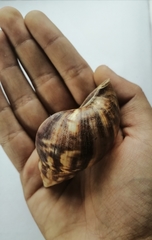 Lissachatina fulica
