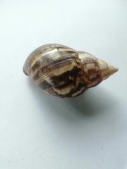 Lissachatina fulica