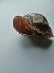 Lissachatina fulica