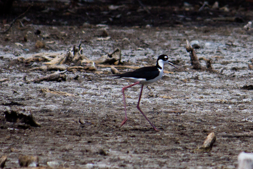 Black-necked Stilt