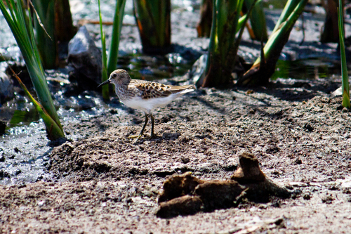 Least Sandpiper