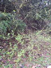 Magnoliopsida
