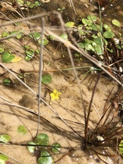 Nymphoides exiliflora