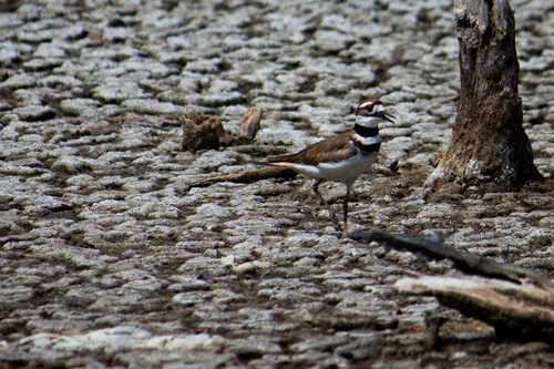 Killdeer