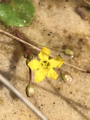 Nymphoides exiliflora
