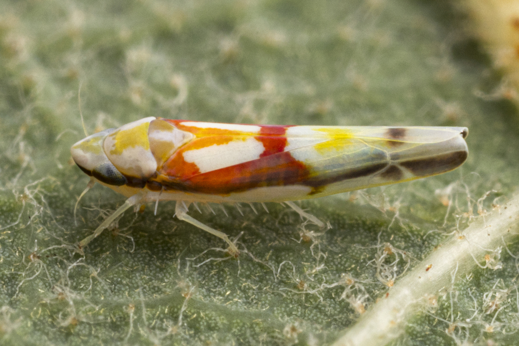 Zyginama tricolor