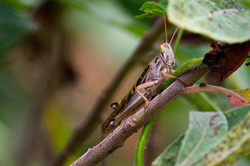 Cuban bird grasshopper
