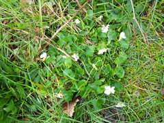 Viola sororia