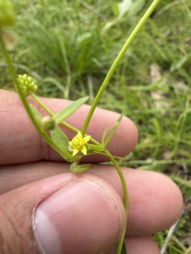 Small-Flowered Buttercup