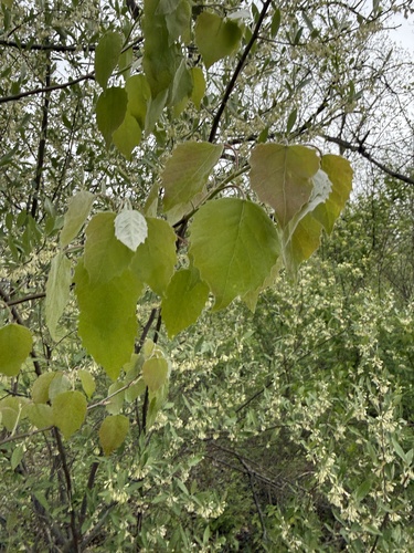 Bigtooth Aspen
