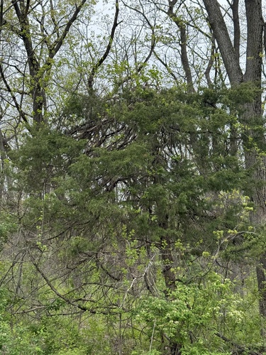 eastern redcedar