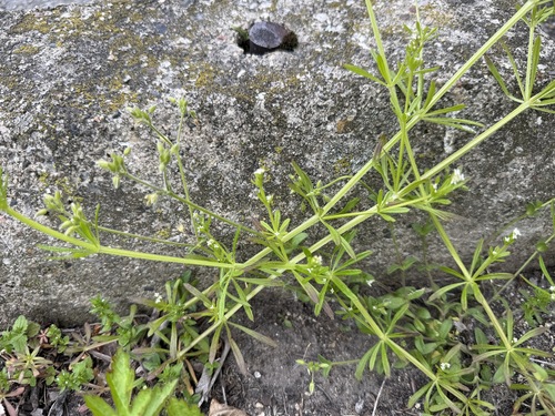 catchweed bedstraw