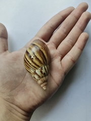 Lissachatina fulica