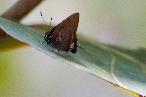 Fulvous Hairstreak
