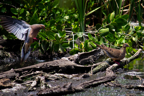 Mourning Dove