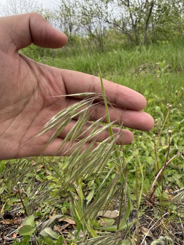 Cheatgrass