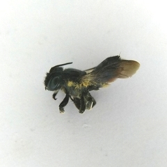 Megachile conjuncta