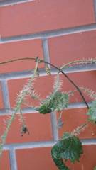 Vanessa itea