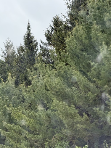 eastern white pine