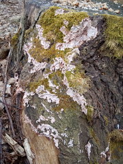 Corticium roseum