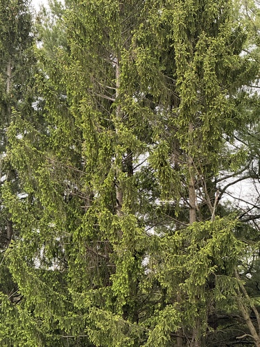 Spruce