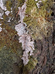 Corticium roseum