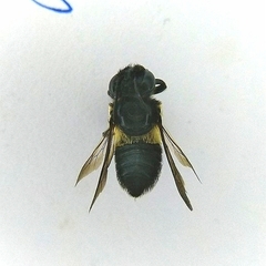 Megachile conjuncta
