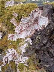 Corticium roseum