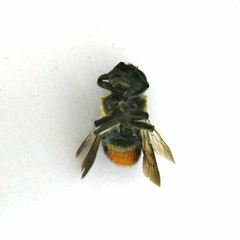 Megachile conjuncta