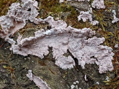 Corticium roseum