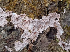 Corticium roseum