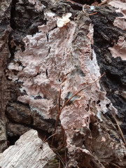 Corticium roseum