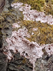 Corticium roseum