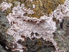 Corticium roseum