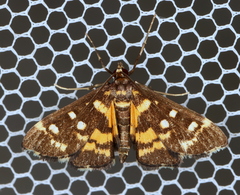 Diathrausta ochreipennis