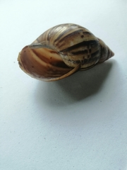 Lissachatina fulica