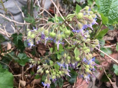 Trachystemon orientalis