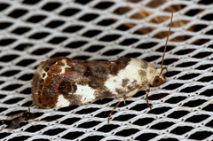Acontia nivipicta