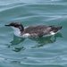 Synthliboramphus Murrelets - Photo (c) stonebird, some rights reserved (CC BY-NC-SA)