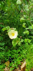 Pavonia dregei