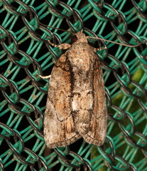 Etanna clopaea
