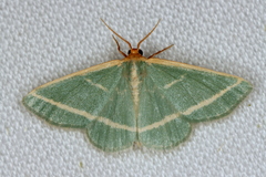 Mixocera latilineata