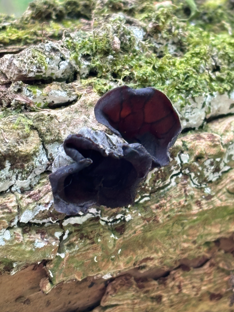 Auricularia auricula-judae · May 2026 · photo: © josehigas (iNaturalist, cc-by)