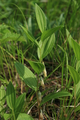 Polygonatum humile
