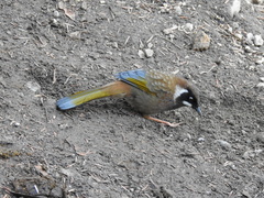 Trochalopteron affine