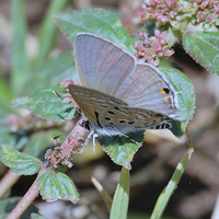 Leaden Hairtail