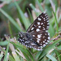 Ernsta colotes transvaaliae
